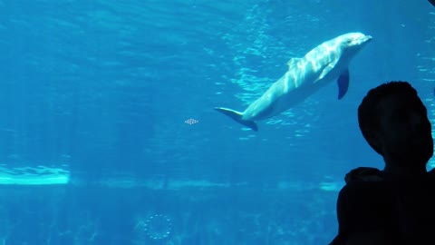 Dolphins in an aquarium