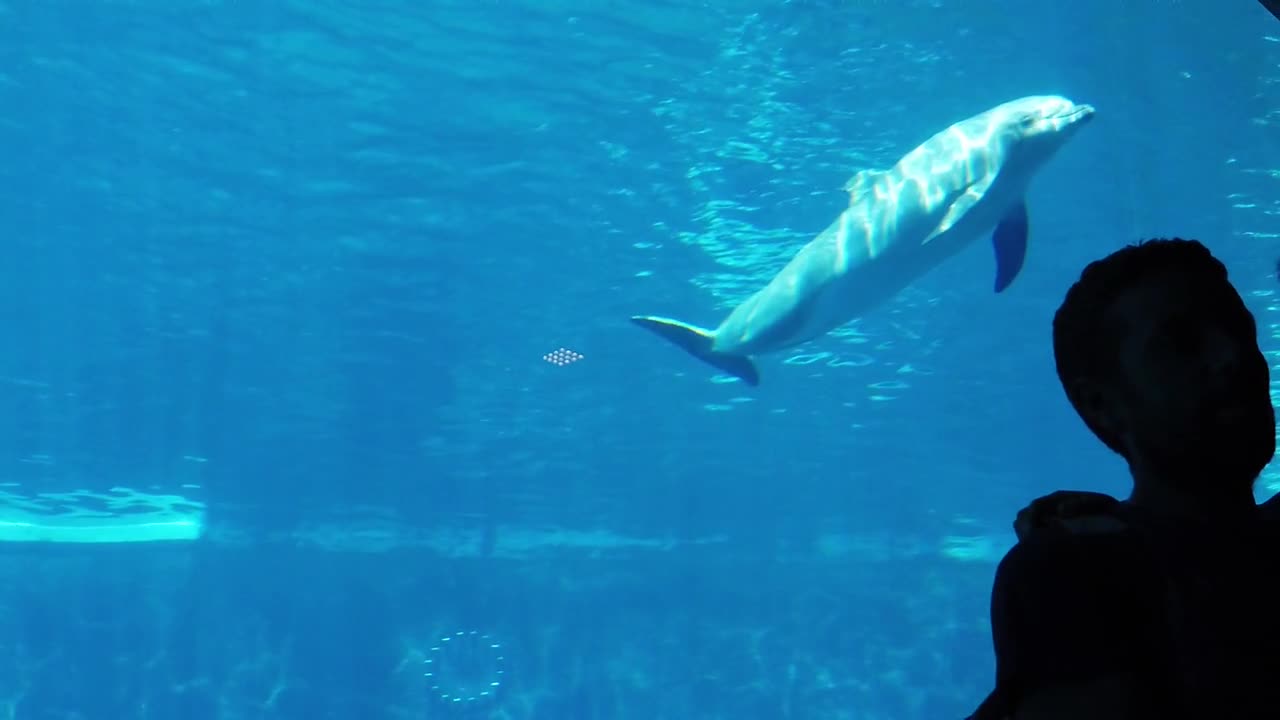 Dolphins in an aquarium