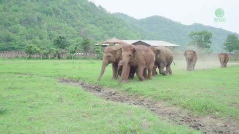 Elephants Run To Greeting A New Rescued Baby Elephant - ElephantNews