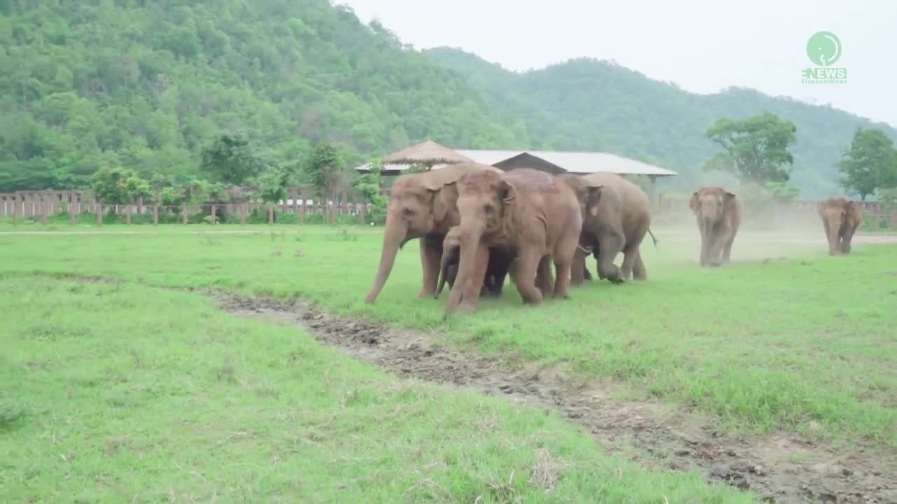 Elephants Run To Greeting A New Rescued Baby Elephant - ElephantNews