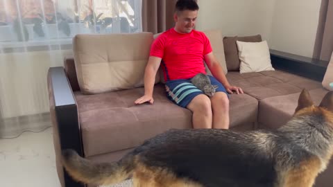 How a German Shepherd and a Kitten Became Friends-15