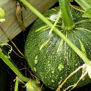 Growing Pumpkin