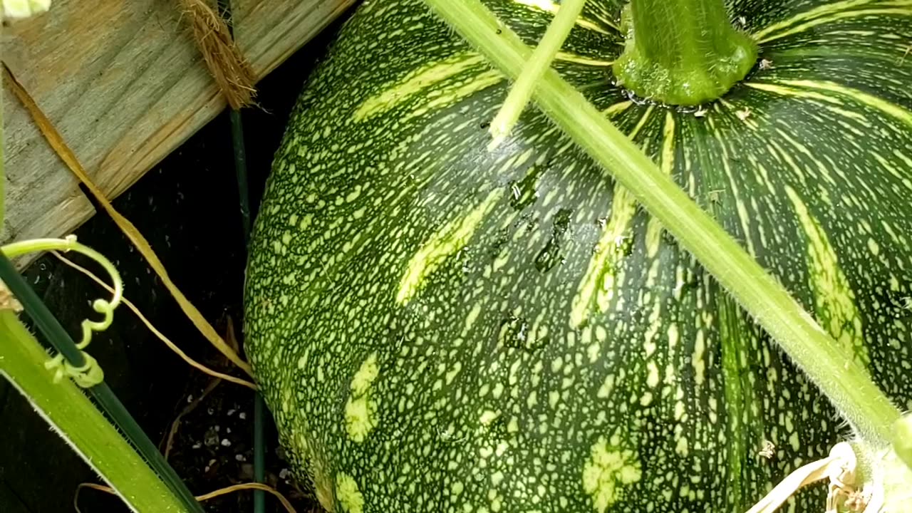 Growing Pumpkin