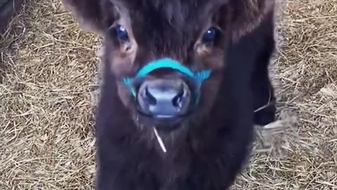 Adorable Little Calf