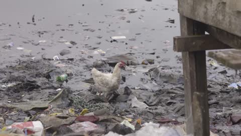 Chicken on Rubbish Nigeria