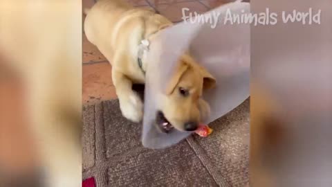 Funniest Dogs And Cats Videos 😅