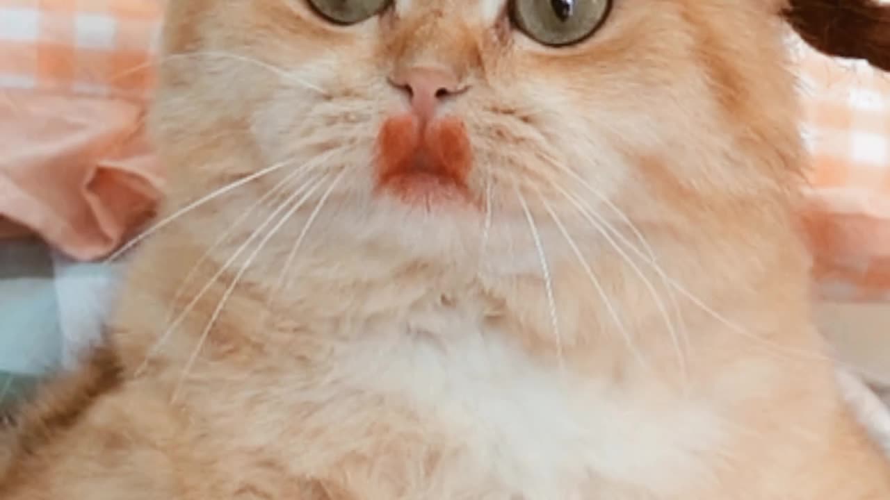 Funny cats life , Funniest cats expression video