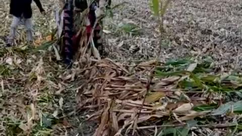 Agricultural Technician Corn Harvester