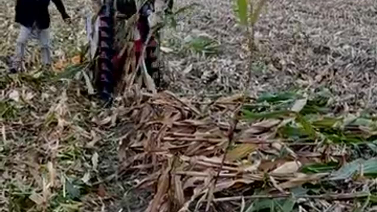 Agricultural Technician Corn Harvester