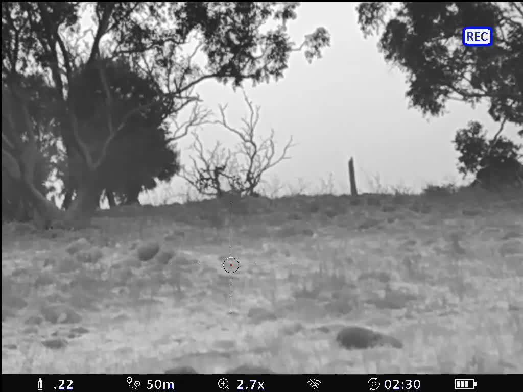 Rehoming Fox with Thermal scope