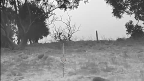 Rehoming Fox with Thermal scope