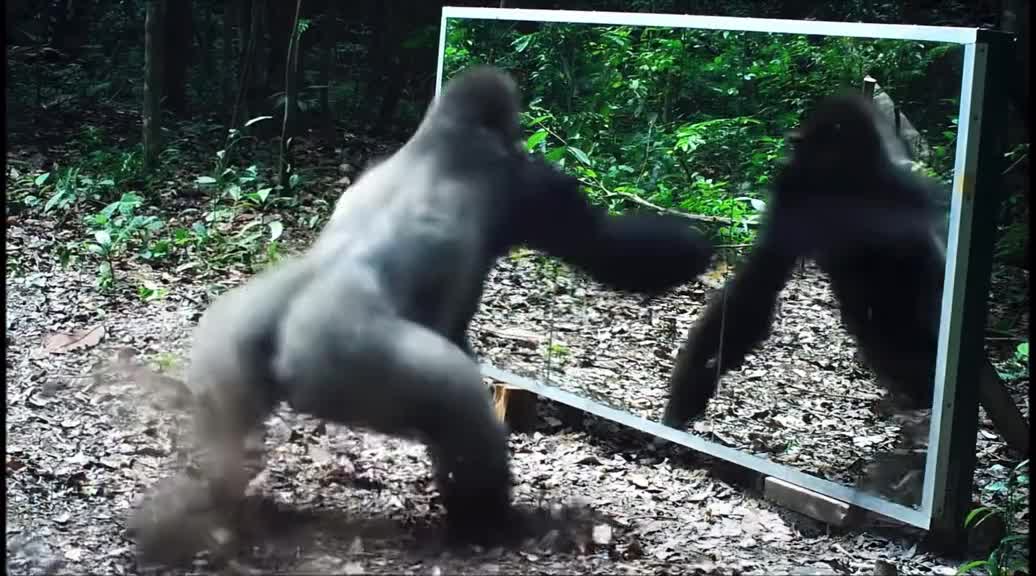 Gorilla Confused With The Mirror