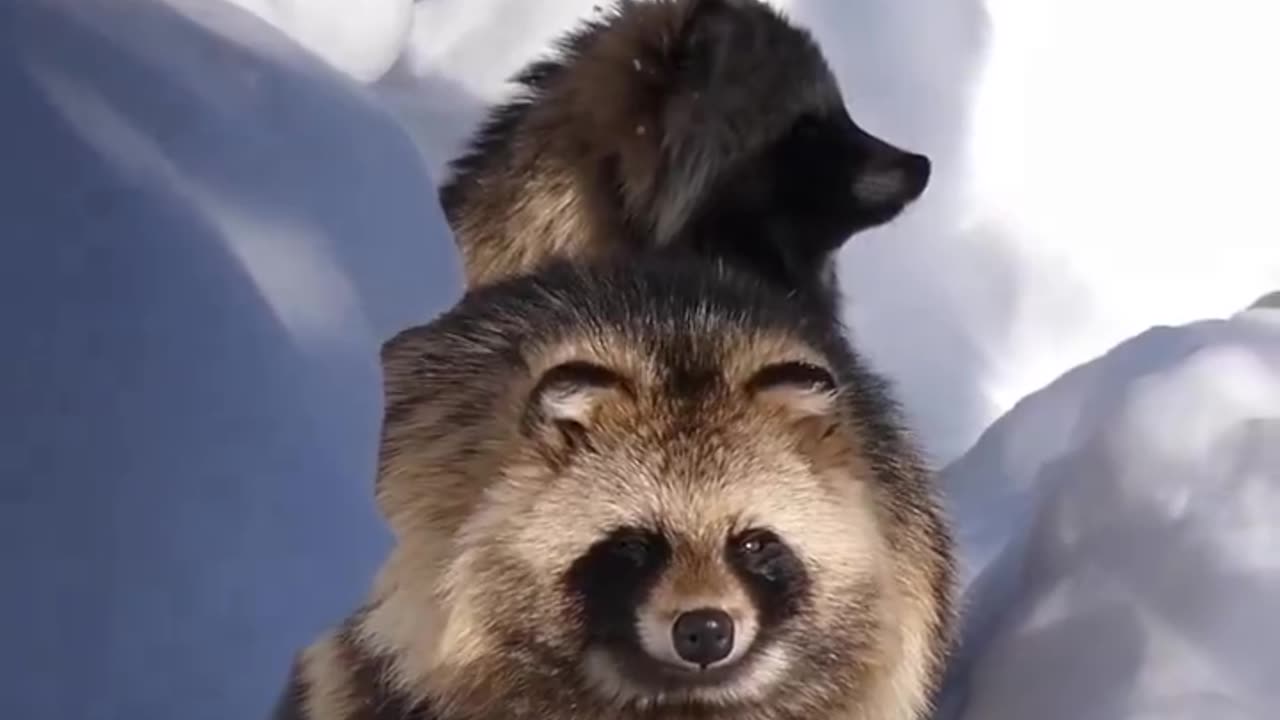 THIS IS THE RACCOON DOG~THEY ARE THE ONLY SPECIES OF WILD DOG THAT HIBERNATES DURING THE WINTER