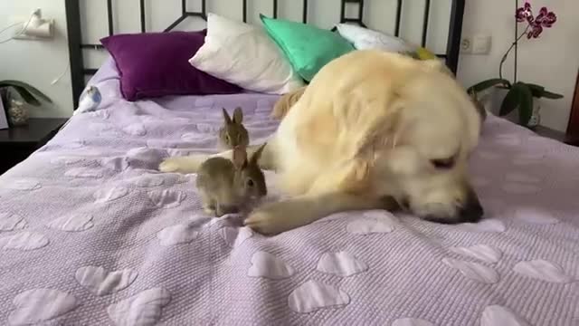 Lovely Golden Retriever Welcomes Cute Baby Bunnies!