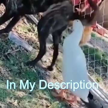 Best Funny Cat Videos | Funniest Cats | Funny Animal Videos | Best Services