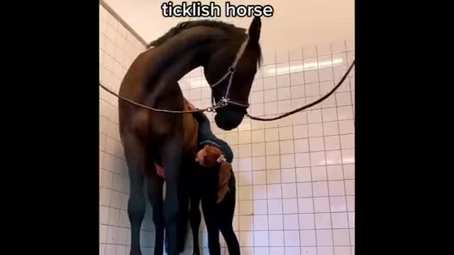 Made your day with these funny and cute Horses | Funny horse videos compilation