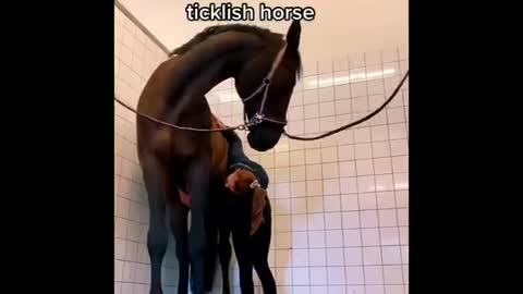 Made your day with these funny and cute Horses | Funny horse videos compilation