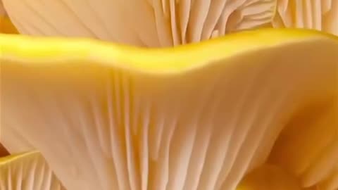 Fascinating mushrooms 🍄