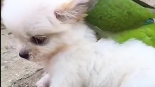 Funny Animal Videos #15