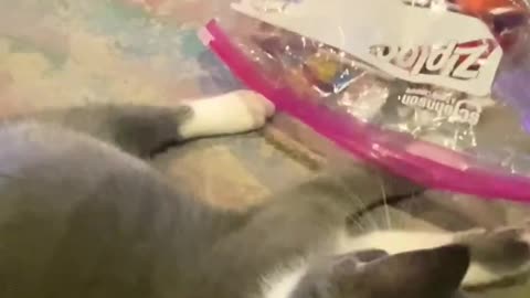 Sharing is caring #cat #catlover #catvideo #shortvideo