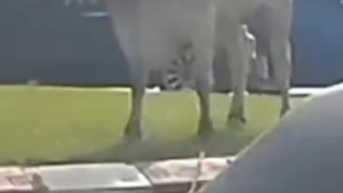 A video documenting the moment the Brazilian buffalo escaped from the Rabat massacre and ran a