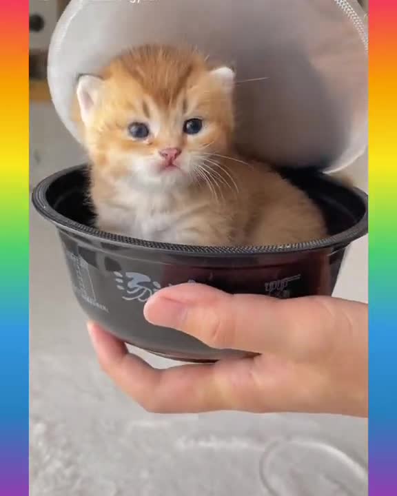 Cute and Funny Cat Videos Compilation _#short