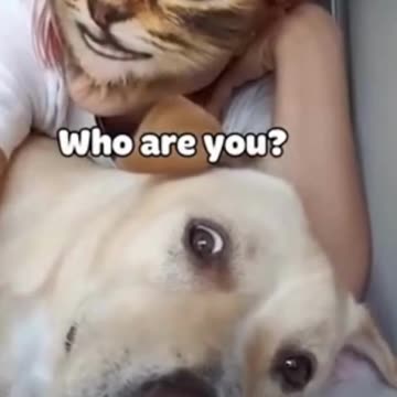 Funny Cats Video - Hilarious Moments That Will Make You Burst into Laughter!