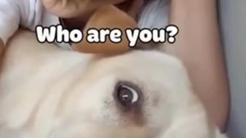 Funny Cats Video - Hilarious Moments That Will Make You Burst into Laughter!