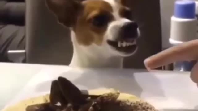 Funny Dog 🐕‍🦺🦮