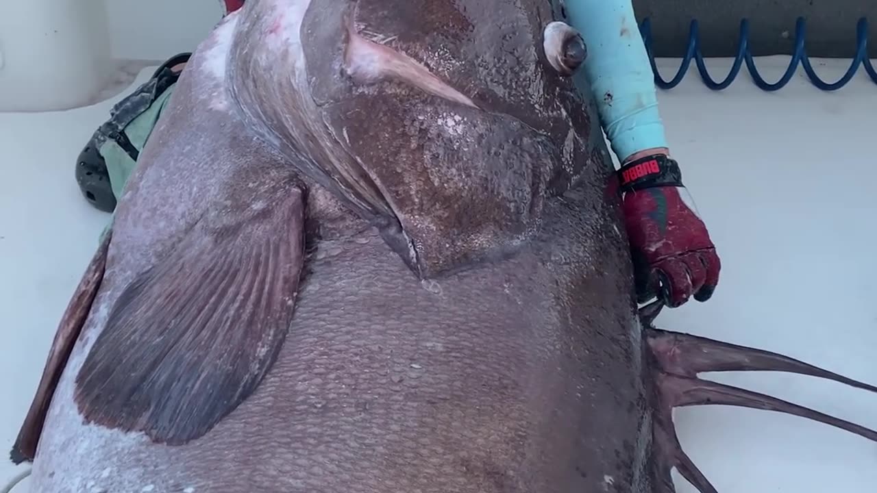 Massive Warsaw grouper 😲