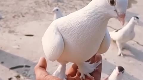 Birds Love with humans