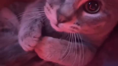 Funny cat animals videos