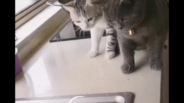 cute and Funnest cat🐈 fighting video