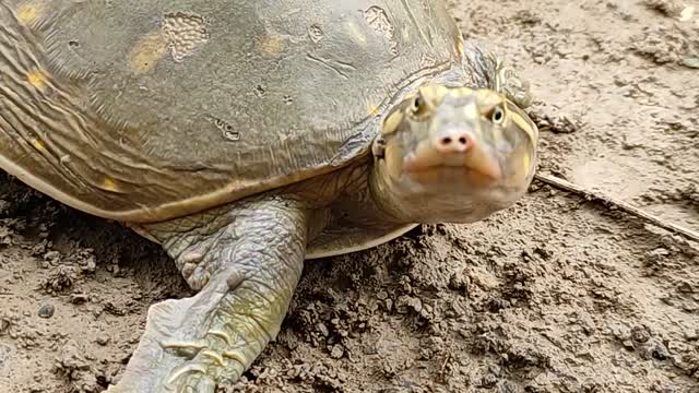Tortoise videos for kids. #shortsvideo