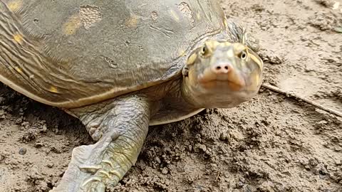 Tortoise videos for kids. #shortsvideo