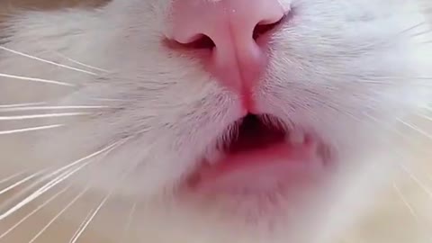 Baby cats - Funny video Compilation 😂🐈