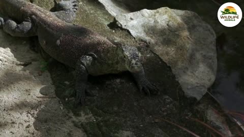 Wildlife animals Planet Videos. Leopard Attract. Discovery Animals Planet