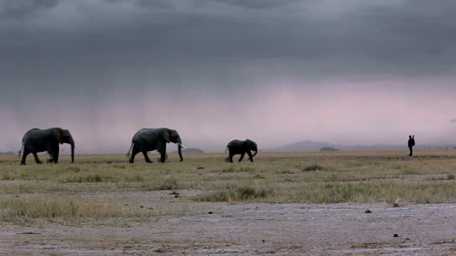 Daniel Glen Timms - 'Ivory' (elephant lovers song)