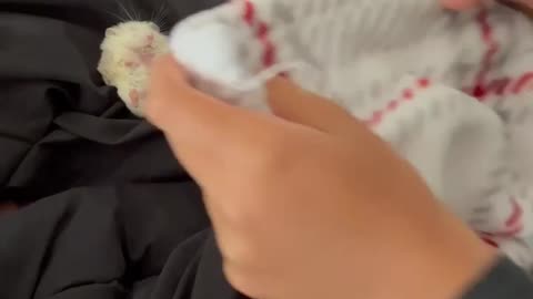 hamster Snowflake