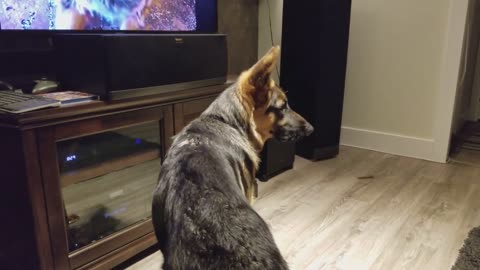 German Shepherd Howling Challenge!