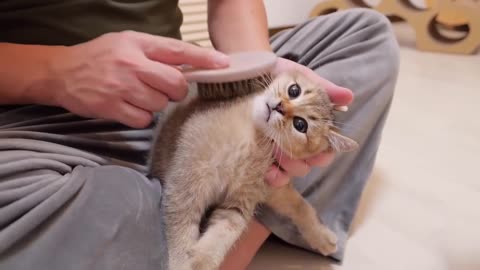 A kitten desperately trying to protect its mother thinking she is being attacked is too precious