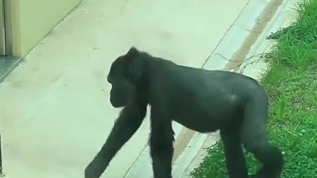 Gorilla gets zapped by electrical fence 🦍