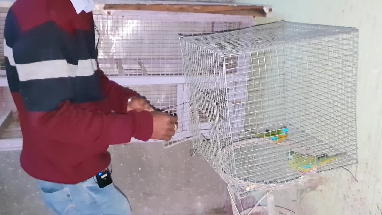 Moluccan Cockatoo Getting Warm Welcome In The Parrot Farm - Enjoying With The Colourful Birds