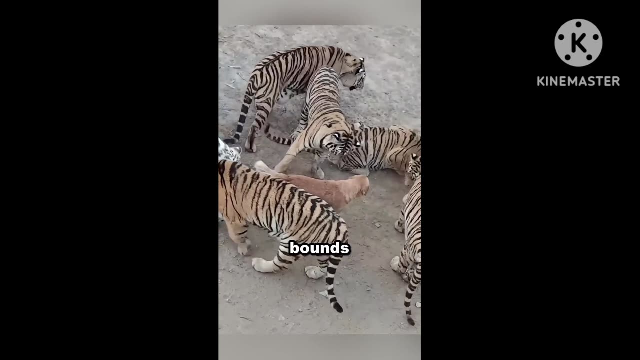 Tigers cub and the dog 🐕