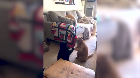 Funny videos of cat and dog s