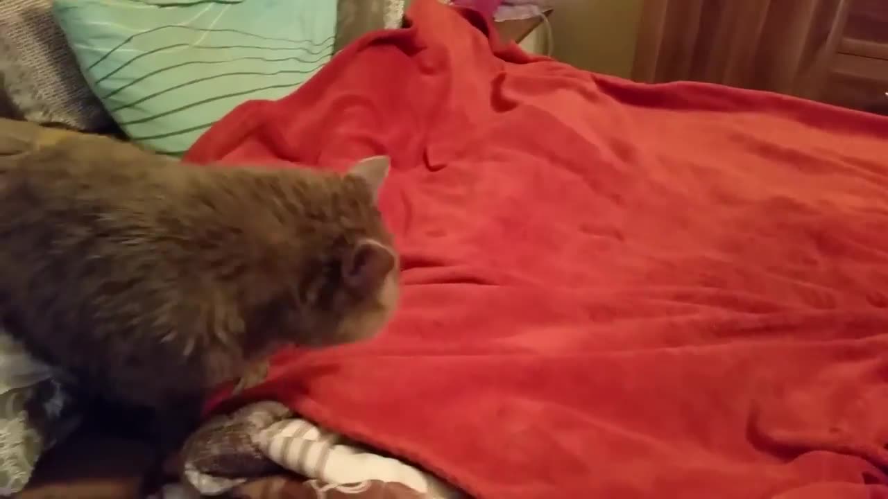 Cute Animals Doing Funny Things | Funny Animals Compilation Part 4