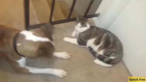 Dogs and Cats Very Funny Videos