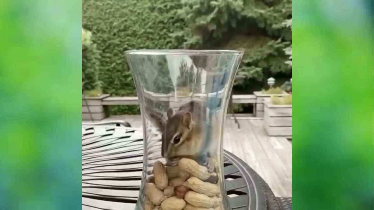 Funny animal videos