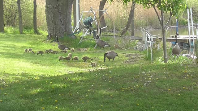 423 - Geese And Chickens Eating Together