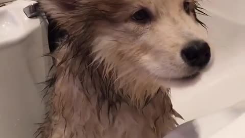 Funny animal videos|Cute animal videos |Funny dog&cat videos|Hilarious pet videos|Funny video